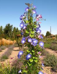 Maybe you would like to learn more about one of these? Morning Glory Climbing Sprinkler Pole Picture Of Okanagan Lavender Herb Farm Kelowna Tripadvisor