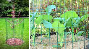 This tree is also called chinese or japanese dogwood ; The Deer Cage Company
