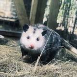 Image result