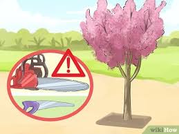 Persimmon trees are a lovely ornamental specimen fruit tree, often with a semi weeping form, which gives a beautiful display of deep orange autumn leaves, and retains many of its orange coloured fruit after leaf fall, making it the prettiest fruit tree in the winter garden. How To Prune A Crabapple Tree 12 Steps With Pictures Wikihow
