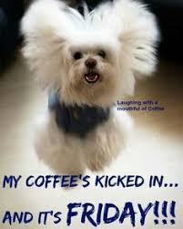 They don't act as happy pills, but rather take the edge off the anxiety and potentially harmful compulsive behaviors that put your dog at risk of injury. 120 Friday Memes Ideas Its Friday Quotes Friday Humor Friday