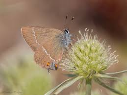 Image result for Satyrium orbiculare