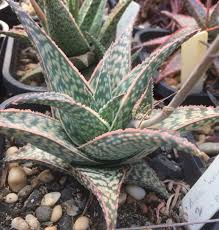 Image result for Aloe carnea