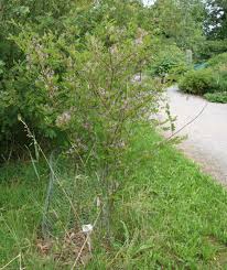 Image result for Indigofera lupatana