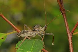 I wanted to know how small a fm spy bug could be build when manually assembled. 15 Common Bugs In Your Backyard That Will Freak You Out Pennlive Com