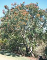 Image result for Ptaeroxylaceae