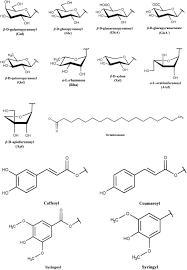 Image result for Acanthus mayaccanus