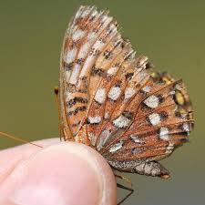 Image result for Hyparrhenia rudis