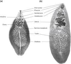 Fasciola hepatica (the common liver fluke or sheep liver fluke), which causes fascioliasis and typically infects sheep and cattle. Fasciola Hepatica An Overview Sciencedirect Topics