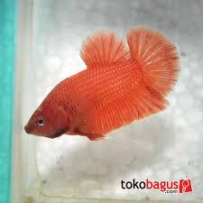 Halaman Tidak Ditemukan Betta Fish Betta Fish