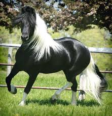 Black And White Horse Images Hd Pin On Horses