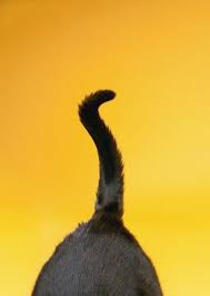 Curly tailed cats were known in china in the 12th century (probably bobtails) and ringtail cats were known in the usa sometime prior to 1940. How Does A Cat S Tail Relate To Its Size