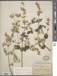 Image result for Clematis hirsuta