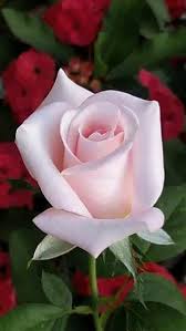Beautiful Love Flower In The World Google Search Rose Seeds Love Flowers Beautiful Roses