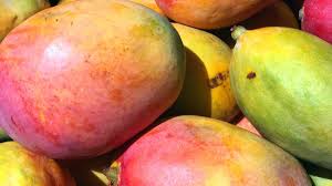 Image result for Mangifera indica