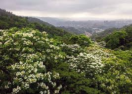 經典雜誌【台灣花樣】油桐花美麗帶來的生態影響&ndash;