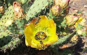 Prickly pear cactus is a plant. Multimedia Gallery Non Native Honeybees Gather Nectar From A Native Coast Prickly Pear Cactus Nsf National Science Foundation