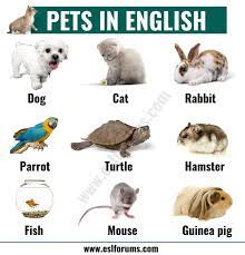 Types Of Pets Learn Different Names Of Pets In English Esl Forums List Of Animals Animals Name In English Animal Pictures For Kids
