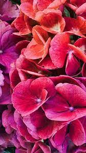 Colorful Flowers Close Up Hydrangeas Wallpaper Flower Close Up Hydrangea Wallpaper Flowers