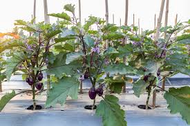 Eggplant and its relatives in the nightshade family (including tomatoes, tomatillos, peppers and potatoes) can be susceptible to the same health issues. Eggplant Spacing Facts On Proper Distance For Happy Plants