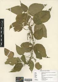 Image result for Acalypha psilostachya