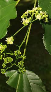 Image result for Hovenia dulcis
