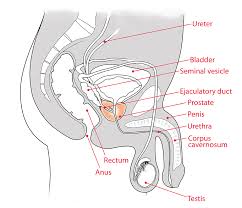 When you receive a diagnosis of prostate cancer, you are inundated with information. Prostate Cancer Stages Johns Hopkins Medicine