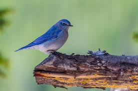 Once the male arrives, he will attempt to attract the female through a courtship songs, flight such as wing waving. Hybrid Bluebirds And Why They May Become More Common Birdwatching