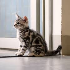 How do i get a rabies vaccine for my dog? Pet Vaccinations Parasite Prevention For Cats Dogs In Argyle