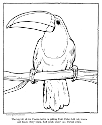 Download 392 toucan coloring stock illustrations, vectors & clipart for free or amazingly low rates! Free Rainforest Coloring Pages Toucan Coloring Picture Sheets Zoo Animals 032 Zoo Animal Coloring Pages Zoo Coloring Pages Animal Coloring Pages