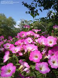Opera supreme raspberry ice reaches just 4 to 6 inches high but trails 2 to 3 feet long, tossing out blooms every step of the way. Plantfiles Pictures Petunia Trailing Petunia Opera Supreme Pink Morn Petunia By 22cold