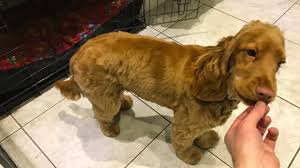 The puppy cut is for cocker spaniels that are not being shown in dog shows. English Cocker Spaniel Puppy Cut Online