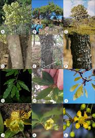 Image result for Ochna katangensis