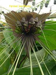 Black Bat Plant 4 Pot Tacca We Finally Found Some Etsy Cool Plants Bat Plant Plants