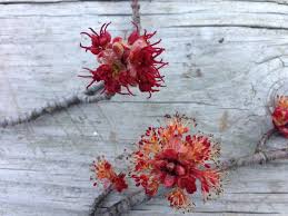 Identification help for trees with red flowers all images are from field guide: What Kind Of Trees Are Those With The Small Red Flowers Silive Com