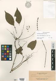Image result for Pseuderanthemum ludovicianum