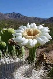 Flor De Arya Crece En El Himalaya Y Florece Cada 400 Anos Flores Inusuales Flores Increibles Flores Exoticas