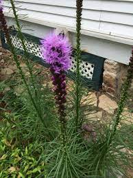 Pin On Mygardenanswers