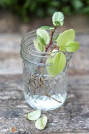 It helps accelerate plant growth by helping the cutting switch from green stem cell to root cell production. Willow Water Diy Rooting Hormone For Your New Cuttings Garden Therapy