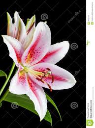 Alstroemeria flower is a variety of flower from our wholesale flowers collection that is great for wedding flowers, online, flowers near me, fall alstroemeria is also known as peruvian lily, or lily of the incas as they are native to south america. Close Up Image Of Pink And White Lily Download From Over 61 Million High Quality Stock Photos Images Vectors White Lily Flower Flower Painting White Lilies