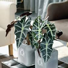 Alocasia 'black velvet' has velvet like dark leaves with prominent white veins. Pfeilblatt Alokasie Pflanzen Und Pflegen Mein Schoner Garten