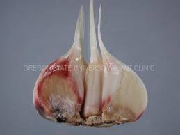 Fusarium Basal Plate Rot Agricultural Science Food Vegetables