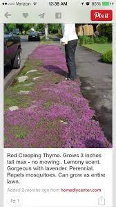 Red Creeping Thyme Lawn And Garden Front Yard