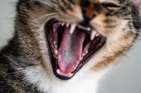 Image result for Cat Bite