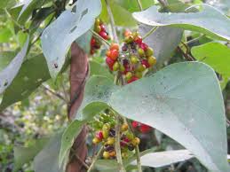 Image result for Stephania abyssinica