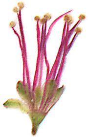 Mimosa borealis at fort worth botanical gardens. Mimosa Flowers