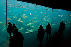 Atlantic Sea Park Google Da Ara