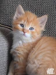 From the bengal to the british shorthair, munchkin to maine coon—these tabby cats are sure to steal your heart. About Those Kittens Cats Herd You