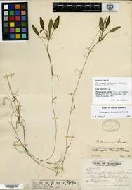 Image result for Potamogeton richardii