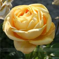 Yellow rose flower seeds for home balcony garden yard potted decoration 100 seeds. Us 1 45 Double Yellow Rose Flower Seeds Professional Pack 50 Seeds Pack Strong Fragrant Rose Lg00037 M Deargogo Com